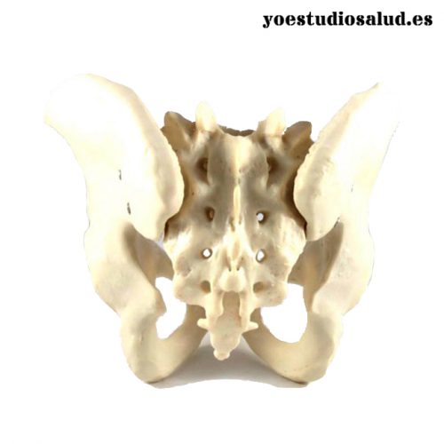 MODELO PELVIS MASCULINA